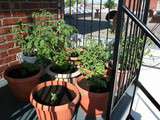 Jardin aromatique de balcon: Évolution et questionnement