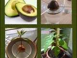 How to Grow Avocado