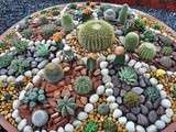Paraisos de cactus e