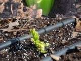 Planting a celery bo