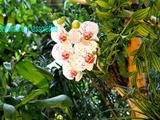 1001 Orchidées aux Grandes Serres du Jardin des Plantes