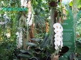 Exposition 1001 Orchidées aux Grandes Serres du Jardin des Plantes de Paris, suite