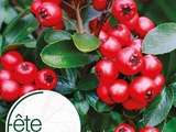 Fête des Plantes d'automne à Saint-Jean de Beauregard les 26, 27 et 28 septembre