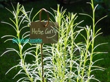 Herbe Curry, Helichrysum italicum