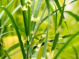 Miscanthus Sinensis Strictus, Roseau de Chine, Un Feuillage Zébré qui a beaucoup d'allure