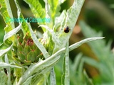 Naissance d'une coccinelle