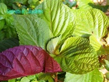 Shiso vert et pourpre au Jardin, Perilla frutescens, à la fois Ornementale et Aromatique