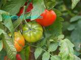 Stratégie Tomates et Prolonger les récoltes de Tomates en Septembre