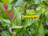 Tour au Jardin de retour de Vacances