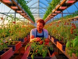 Je suis maraîcher et voici l’astuce infaillible pour avoir des tomates goûteuses toute l’année