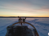 Excursion en chiens de traineau à Rovaniemi