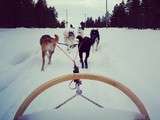 Huskies safari for the first time for me #huskies #finland #goodexperience