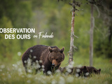 Où voir des ours en Finlande ? Notre expérience à Kuusamo