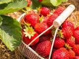 Histoires gourmandes… » La fraise »