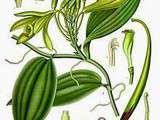 Partenariat : Panifolia la vanille grand cru du Mexique