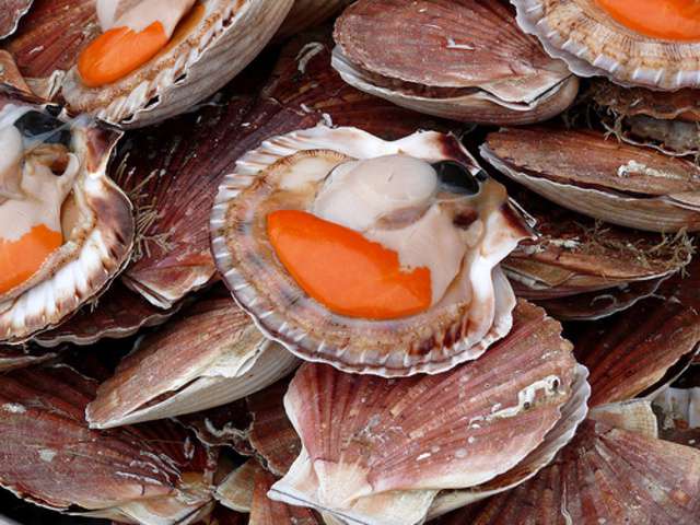 Recettes de Coquilles SaintJacques