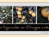 Confitures d'oranges amères