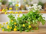 3 plantes sauvages que je cuisine maintenant chaque semaine (et c’est délicieux)