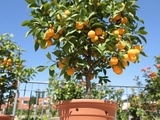Abricotier en pot a donné ses premiers fruits : voici ce que j’ai fait pour y arriver