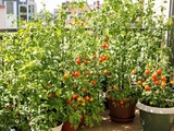 Astuces testées : réussir ses tomates en pot même sur un petit balcon