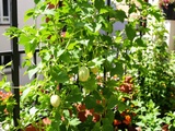 Ce fruit mini, sucré et facile à cultiver rend fous les jardiniers de balcon