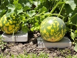 Ce geste sous chaque melon a tout changé chez moi : des fruits sucrés malgré la sécheresse