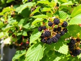 Ce que j’ai appris en cultivant mes propres mûres (même sans grand jardin)