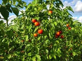 Ce que je fais pour éviter le mildiou sur mes tomates (et récolter plus)