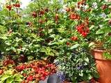 Ces fruits faciles à faire pousser pour vos confitures maison (même sur balcon)