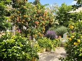 Ces plantes d’intérieur qui adorent être sorties sur la terrasse en été