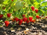 Comment j’ai obtenu des fraises sucrées et juteuses sans aucun engrais