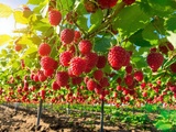 Comment j’obtiens des framboises juteuses et sucrées chaque été