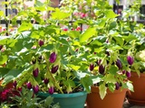 Comment je cultive l’aubergine même sur un petit balcon