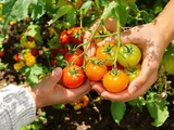 Comment je reconnais le moment parfait pour récolter mes tomates (et éviter le gâchis)