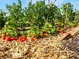 Comment le paillage m’a permis d’économiser l’eau au potager