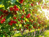 En juin, j’utilise cette astuce pour garder mes cerises à l’abri des vers tout l’été