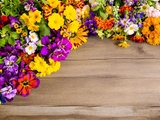 Erreurs que j’ai faites en testant les fleurs comestibles