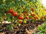 Erreurs que je faisais en arrosant mes tomates (et la solution toute simple)