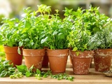 Herbes que je cultive pour donner du goût à tous mes plats de pâtes