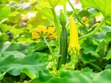 Incroyable : ce geste matinal multiplie vos courgettes par 2 cet été