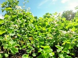 J’ai couvert mon sol avec ces plantes et mes légumes restent frais même sous 35°c