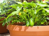 J’ai cultivé des courgettes en pot et évité toutes les maladies (voici comment)