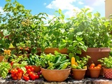 Je sème ces légumes juste pour mes salades de riz maison (et ça change tout)