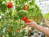 L’incroyable voyage de la tomate avant d’arriver dans nos assiettes