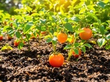 Marc de café au pied des tomates : vrai bon plan ou légende