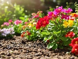 Meilleures plantes couvre-sol pour garder la fraîcheur au jardin en été