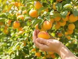 Méthode pour récolter des abricots parfaits chaque été