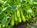 Plante miracle : comment un seul pied vous offre des paniers chaque semaine