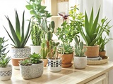 Plantes faciles qui survivent chez moi sans arrosage pendant les vacances