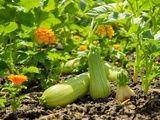 Secret pour cultiver de meilleures courgettes ? Le compagnonnage (et ça marche !)